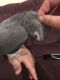 African Grey Parrot Birds for sale in Pennsylvania Ave NW, Washington, DC, USA. price: $400