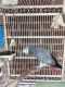 African Grey Parrot Birds for sale in Kansas City, MO, USA. price: $400