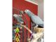African Grey Parrot Birds for sale in Albuquerque, NM 87123, USA. price: $600