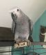 African Grey Parrot Birds for sale in Texas City, TX, USA. price: NA