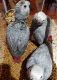 African Grey Parrot Birds for sale in Manhattan, New York, NY, USA. price: NA