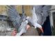 African Grey Parrot Birds for sale in Virginia Beach, VA, USA. price: NA