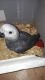 African Grey Parrot Birds for sale in North Carolina Central University, Durham, NC, USA. price: NA