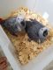African Grey Parrot Birds for sale in Chicago, IL 60602, USA. price: NA