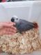 African Grey Parrot Birds for sale in Ohio Dr SW, Washington, DC, USA. price: NA