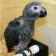 African Grey Parrot Birds for sale in Ohio St, San Diego, CA, USA. price: NA