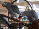 African Grey Parrot Birds for sale in Indianapolis, IN, USA. price: NA