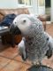 African Grey Parrot Birds for sale in Florida Ave, Miami, FL 33133, USA. price: NA