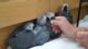 African Grey Parrot Birds for sale in Florida Ave, Miami, FL 33133, USA. price: NA