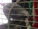 African Grey Parrot Birds for sale in Ashburn, VA, USA. price: NA