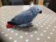 African Grey Parrot Birds for sale in Arkansas County, AR, USA. price: NA