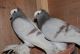 African Grey Parrot Birds for sale in Texas St, San Francisco, CA 94107, USA. price: NA
