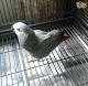 African Grey Parrot Birds for sale in Beach Park, IL, USA. price: NA