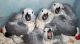 African Grey Parrot Birds for sale in San Antonio, TX 78241, USA. price: NA