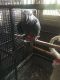 African Grey Parrot Birds for sale in Washington, DC, USA. price: $500