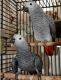 African Grey Parrot Birds for sale in Atlanta, GA, USA. price: $550