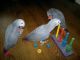 African Grey Parrot Birds for sale in Fulton St, Brooklyn, NY, USA. price: NA