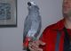 African Grey Parrot Birds for sale in New York, IA 50238, USA. price: $500