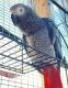 African Grey Parrot Birds for sale in Dayton, OH, USA. price: NA
