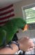 African Grey Parrot Birds for sale in Lougheed Hwy, Maple Ridge, BC, Canada. price: $200