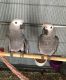 African Grey Parrot Birds for sale in Pennsylvania Ave, Brooklyn, NY, USA. price: NA