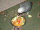 African Grey Parrot Birds for sale in Northview Ave, Anderson, SC 29625, USA. price: $400