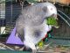 African Grey Parrot Birds for sale in New York County, NY, USA. price: NA