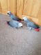 African Grey Parrot Birds for sale in Wyoming Ave, Maplewood, NJ 07040, USA. price: NA