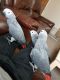 African Grey Parrot Birds for sale in Nevada City, CA 95959, USA. price: NA