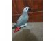 African Grey Parrot Birds for sale in Albuquerque, NM, USA. price: NA