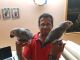 African Grey Parrot Birds for sale in TX-121, McKinney, TX, USA. price: NA
