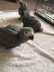 African Grey Parrot Birds for sale in Los Angeles, CA 90017, USA. price: NA