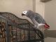 African Grey Parrot Birds for sale in Virginia Beach, VA, USA. price: NA