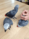 African Grey Parrot Birds for sale in Concord, CA, USA. price: $600
