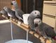 African Grey Parrot Birds for sale in Tampa, FL 33601, USA. price: NA