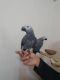 African Grey Parrot Birds for sale in California St, San Francisco, CA, USA. price: NA