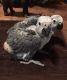 African Grey Parrot Birds for sale in San Diego, CA, USA. price: NA