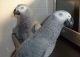 African Grey Parrot Birds for sale in Baton Rouge, LA, USA. price: NA