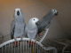 African Grey Parrot Birds for sale in Feeding Hills, Agawam, MA 01030, USA. price: NA