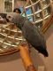 African Grey Parrot Birds for sale in Charlotte, NC, USA. price: $700
