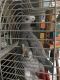 African Grey Parrot Birds for sale in Houston, TX, USA. price: $350