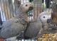 African Grey Parrot Birds for sale in Miami, FL, USA. price: NA