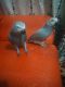 African Grey Parrot Birds for sale in USAA Blvd, San Antonio, TX, USA. price: NA