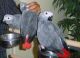 African Grey Parrot Birds for sale in San Diego, CA, USA. price: NA