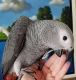 African Grey Parrot Birds for sale in Reno, NV, USA. price: $500