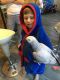 African Grey Parrot Birds for sale in Newark, NJ, USA. price: NA