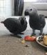 African Grey Parrot Birds for sale in Fremont, CA, USA. price: $650