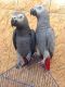 African Grey Parrot Birds for sale in Austin, TX, USA. price: $800