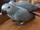 African Grey Parrot Birds for sale in Atlanta, GA, USA. price: $850