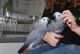 African Grey Parrot Birds for sale in Michigan Ave, Van Buren Charter Township, MI, USA. price: $550